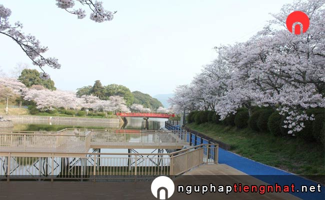 Những địa điểm ngắm hoa anh đào fukuoka - 甘木公園の桜(福岡県朝倉市)