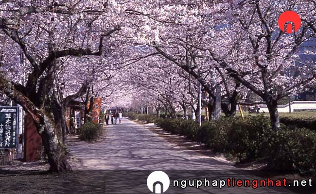 Những địa điểm ngắm hoa anh đào fukuoka - 秋月杉の馬場通り