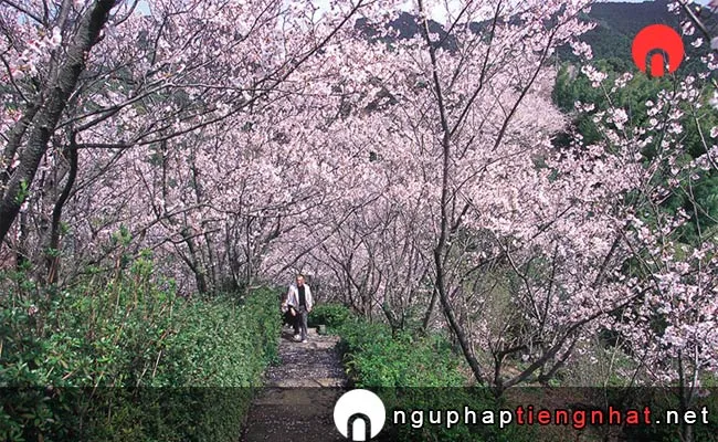Những địa điểm ngắm hoa anh đào fukuoka - 清水公園