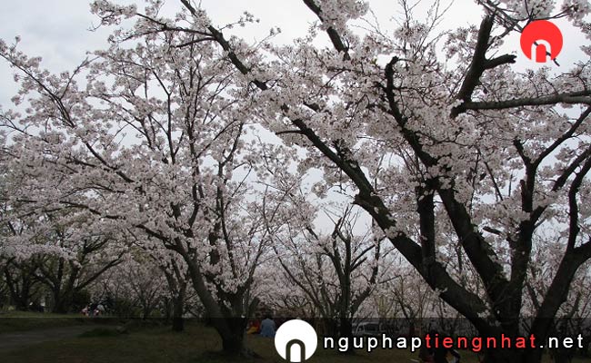 Những địa điểm ngắm hoa anh đào fukuoka - 甘木公園