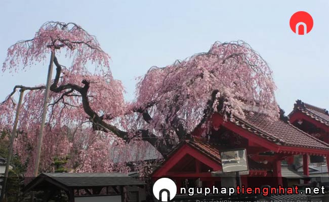 Những địa điểm ngắm hoa anh đào ở fukushima - 乙姫桜