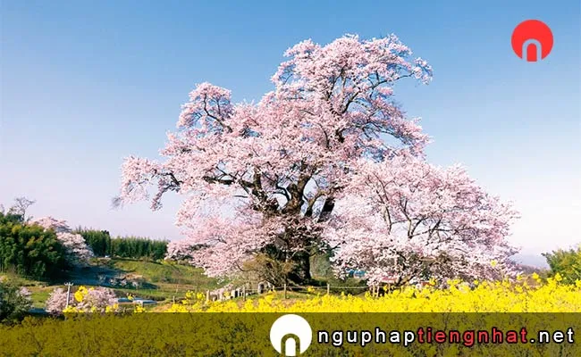 Những địa điểm ngắm hoa anh đào ở fukushima - 塩ノ崎の大桜