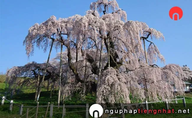 Những địa điểm ngắm hoa anh đào ở fukushima - 三春滝桜