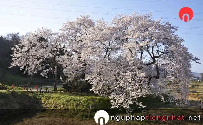 Những địa điểm ngắm hoa anh đào ở fukushima - 石部桜
