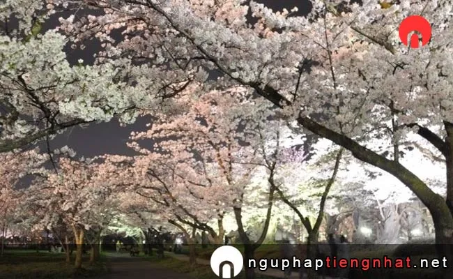 Những địa điểm ngắm hoa anh đào ở fukushima - 開成山公園