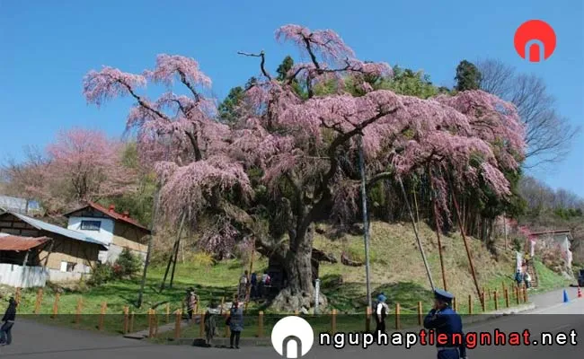 Những địa điểm ngắm hoa anh đào ở fukushima - 紅枝垂地蔵ザクラ