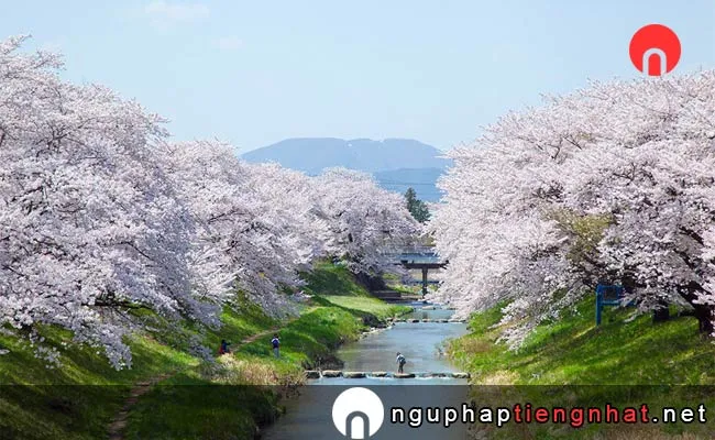 Những địa điểm ngắm hoa anh đào ở fukushima - 藤田川ふれあい桜
