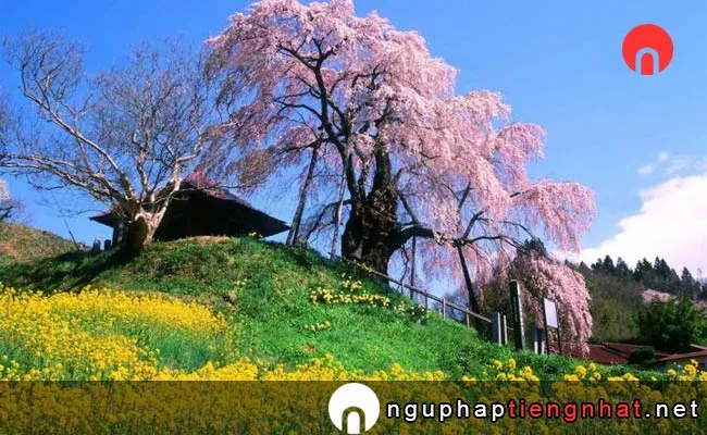 Những địa điểm ngắm hoa anh đào ở fukushima - 上石の不動ザクラ