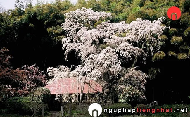 Những địa điểm ngắm hoa anh đào ở fukushima - 雪村桜