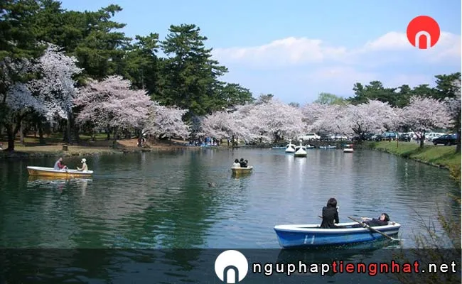 Những địa điểm ngắm hoa anh đào ở gunma - 能代公園