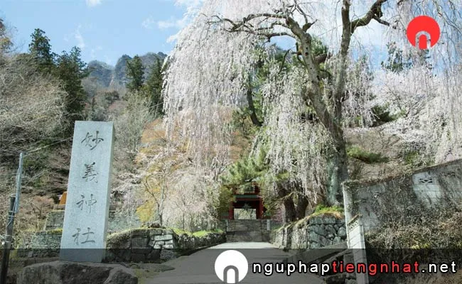 Những địa điểm ngắm hoa anh đào ở gunma - 妙義神社しだれ桜