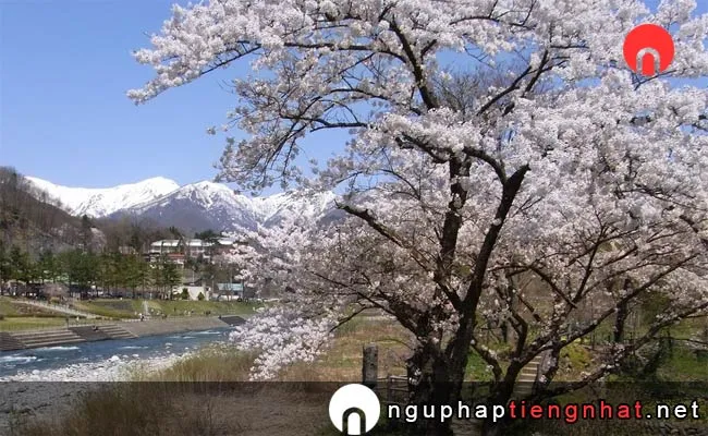 Những địa điểm ngắm hoa anh đào ở gunma - 水上温泉