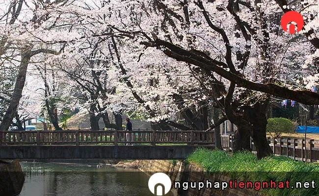 Những địa điểm ngắm hoa anh đào ở gunma - 城之内公園