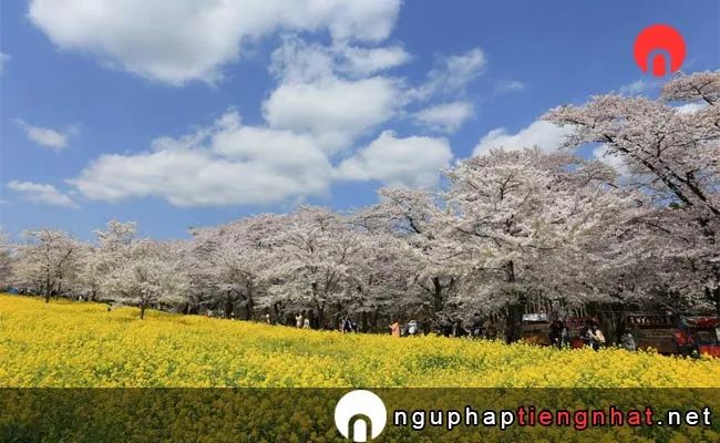 Những địa điểm ngắm hoa anh đào ở gunma - 赤城南面千本桜