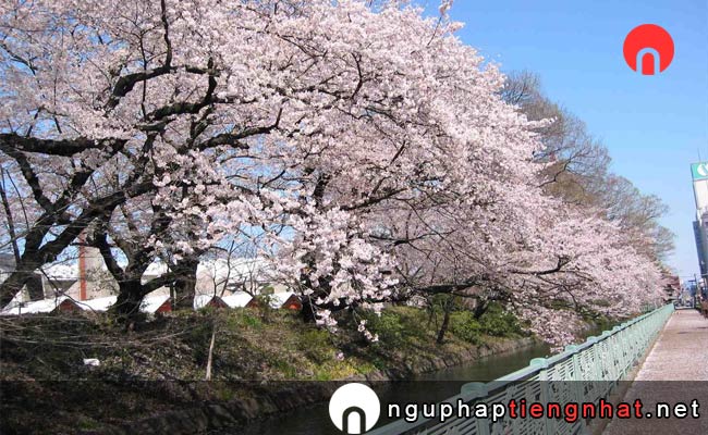 Những địa điểm ngắm hoa anh đào ở gunma - 高崎城址公園