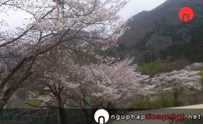 Những địa điểm ngắm hoa anh đào ở gunma - 老神温泉