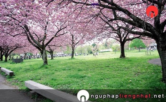 Những địa điểm ngắm hoa anh đào ở gunma - 伊香保グリーン牧場のソメイヨシノ