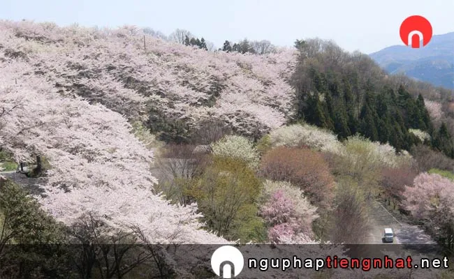 Những địa điểm ngắm hoa anh đào ở gunma - かすみ温泉のかすみ