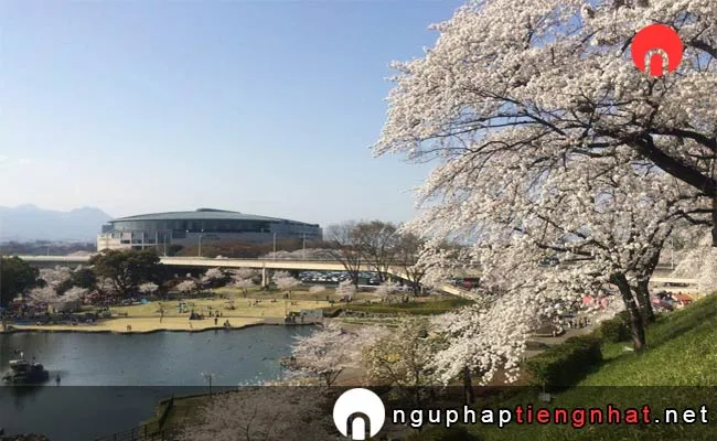 Những địa điểm ngắm hoa anh đào ở gunma - 前橋公園