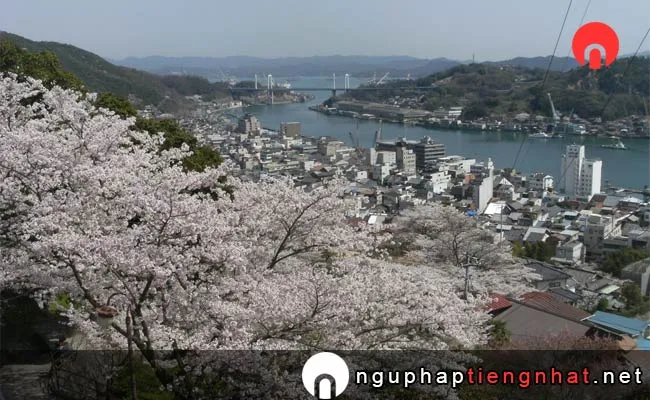 Những địa điểm ngắm hoa anh đào ở hiroshima - 尾道市千光寺公園