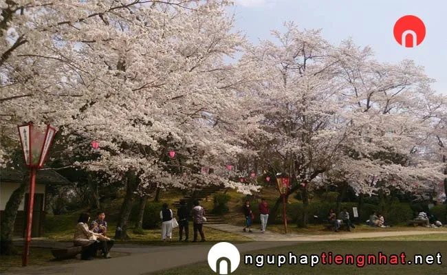 Những địa điểm ngắm hoa anh đào ở hiroshima - 尾関山公園