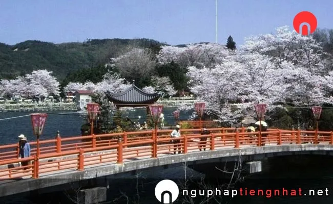 Những địa điểm ngắm hoa anh đào ở hiroshima - 上野公園の桜(広島県)