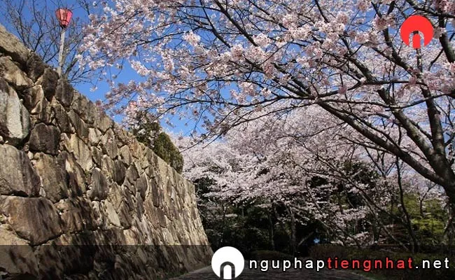 Những địa điểm ngắm hoa anh đào ở hiroshima - 亀居公園の桜