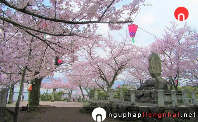 Những địa điểm ngắm hoa anh đào ở hiroshima - 宮島