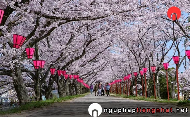 Những địa điểm ngắm hoa anh đào ở hiroshima - 住吉堤防敷