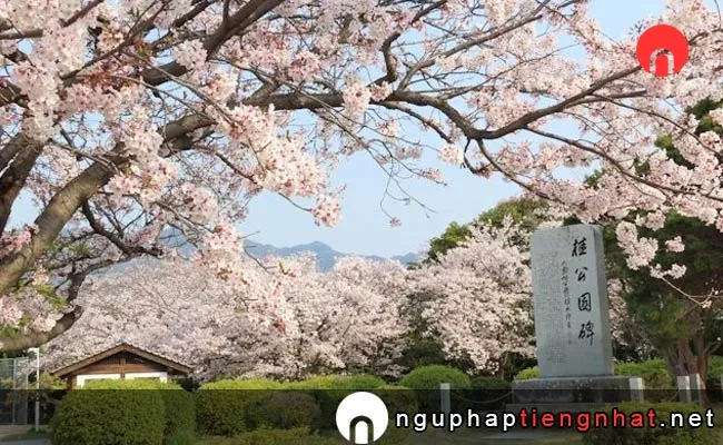 Những địa điểm ngắm hoa anh đào ở hiroshima - 桂公園
