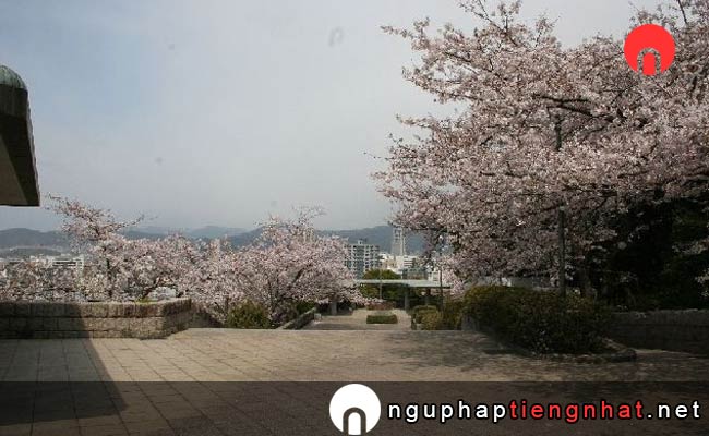 Những địa điểm ngắm hoa anh đào ở hiroshima - 比治山公園