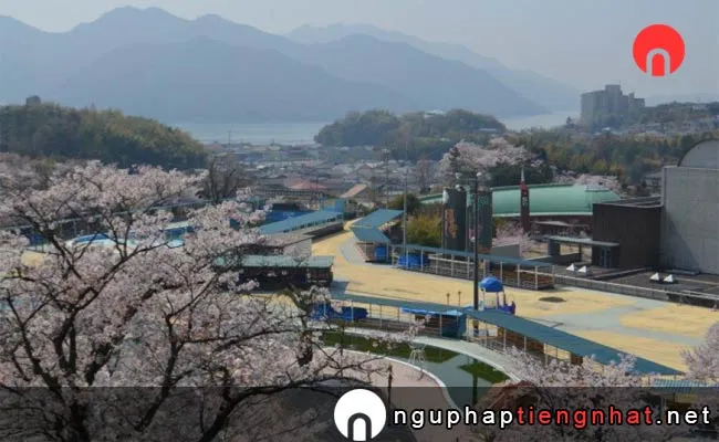 Những địa điểm ngắm hoa anh đào ở hiroshima - ちゅーピーパーク