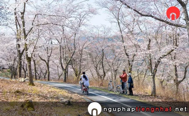 Những địa điểm ngắm hoa anh đào ở hiroshima - 八千代湖周辺