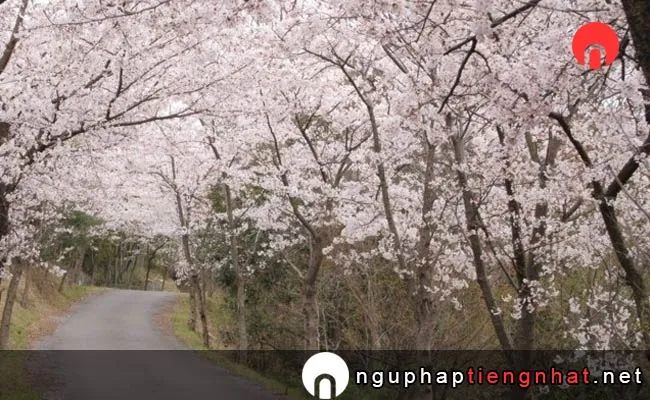 Những địa điểm ngắm hoa anh đào ở hiroshima - 真道山の桜