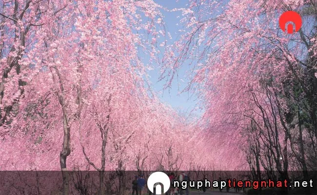 Những địa điểm ngắm hoa anh đào ở hiroshima - 世羅 甲山ふれあいの里