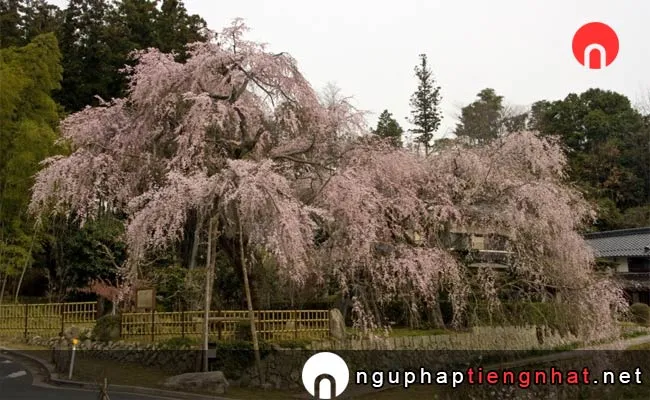 Những địa điểm ngắm hoa anh đào ở hiroshima - 神原の桜