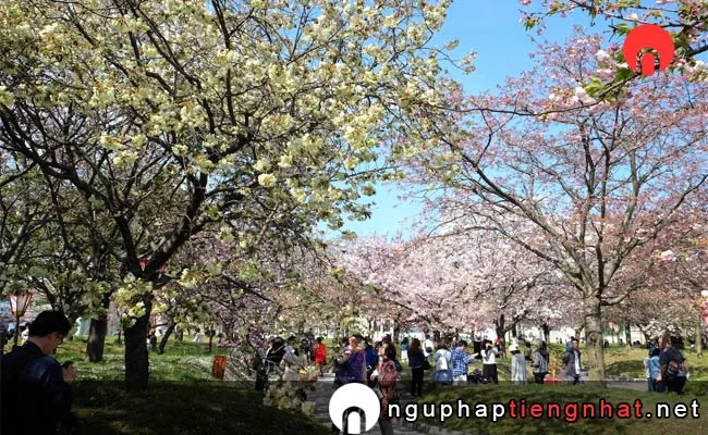 Những địa điểm ngắm hoa anh đào ở hiroshima - 造幣局広島支局