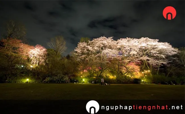 Những địa điểm ngắm hoa anh đào ở hiroshima - 広島市植物公園