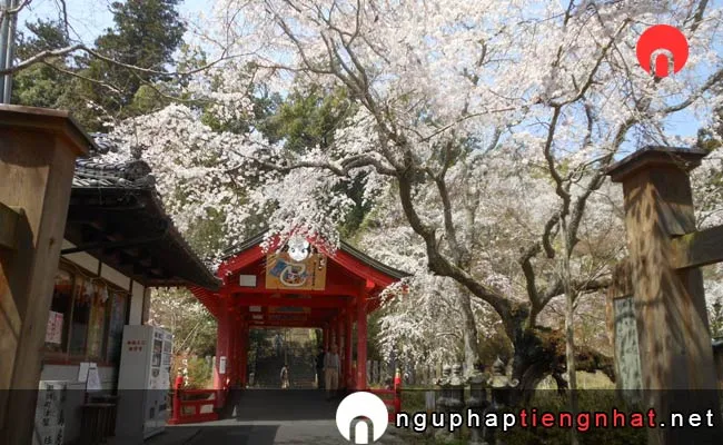 Những địa điểm ngắm hoa anh đào ở hiroshima - 御調八幡宮