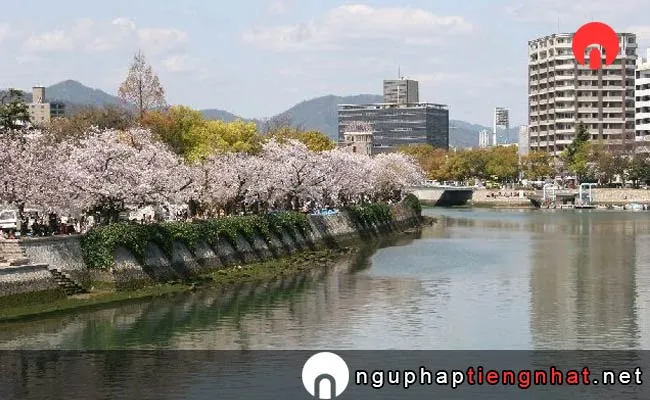 Những địa điểm ngắm hoa anh đào ở hiroshima - 平和記念公園