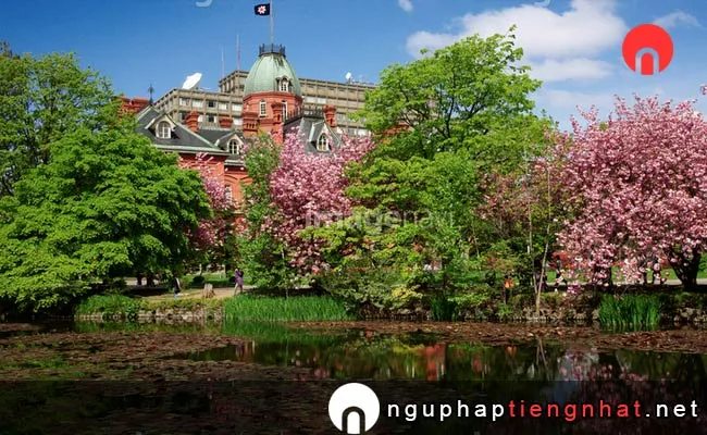 Những địa điểm ngắm hoa anh đào ở Hokkaido - 北海道庁旧本庁舎
