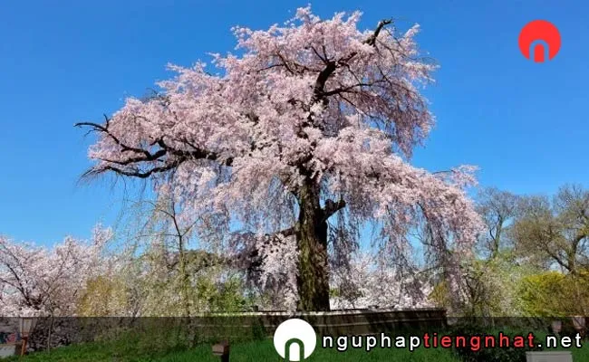 Những địa điểm ngắm hoa anh đào ở Hokkaido - 円山公園