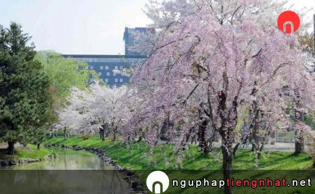 Những địa điểm ngắm hoa anh đào ở Hokkaido