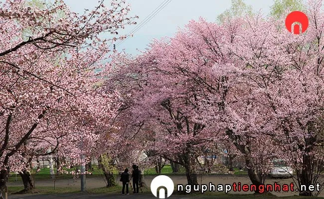 Những địa điểm ngắm hoa anh đào ở Hokkaido