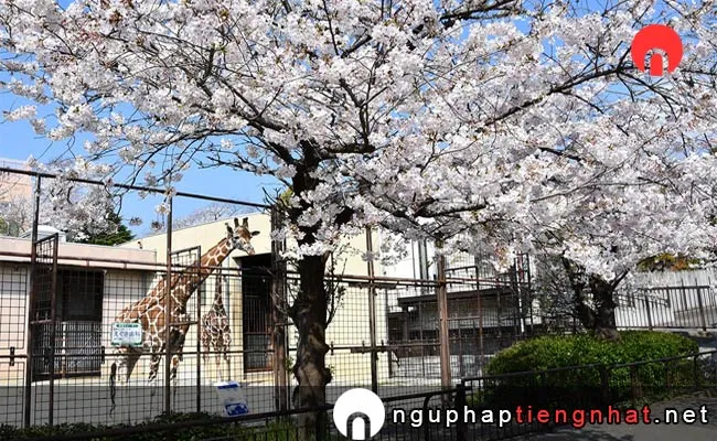 Những địa điểm ngắm hoa anh đào ở hyogo - 神戸市立王子動物園