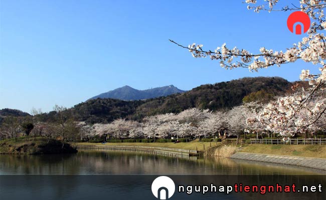 Những địa điểm ngắm hoa anh đào ở ibaraki - 北条大池周辺の桜