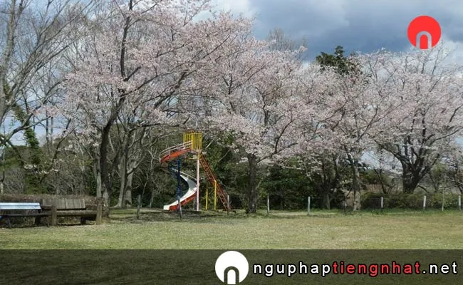 Những địa điểm ngắm hoa anh đào ở ibaraki - 羽黒山公園