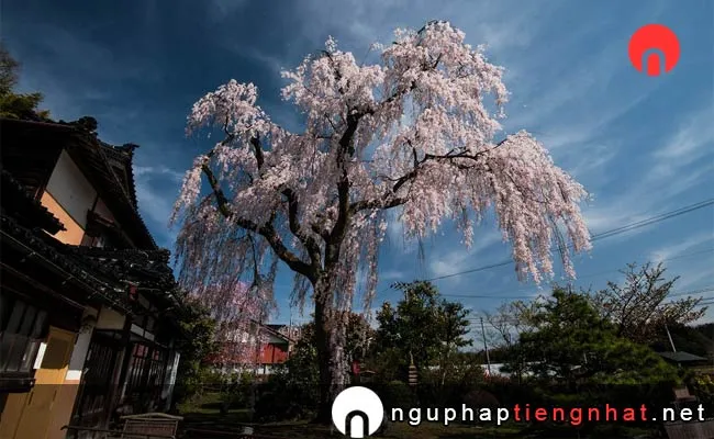 Những địa điểm ngắm hoa anh đào ở ishikawa - 喜多家しだれ桜