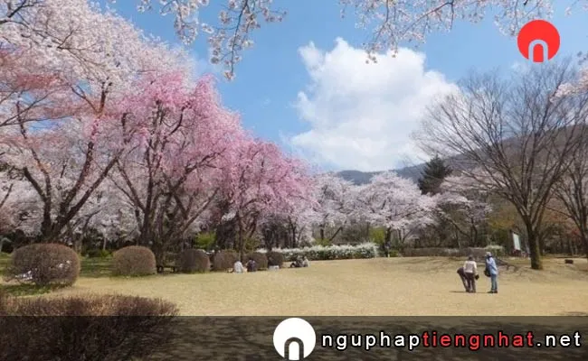 Những địa điểm ngắm hoa anh đào ở ishikawa - 樹木公園