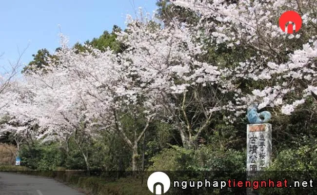 Những địa điểm ngắm hoa anh đào ở ishikawa - 古墳公園
